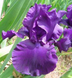 Iris, MM, purple (1)