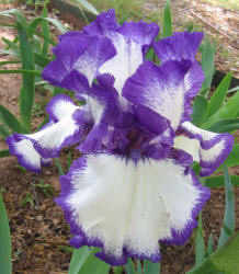 Iris, MM, purple white (1)