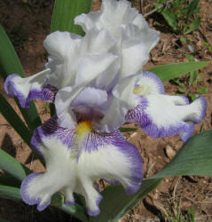 Iris, MM, white purple (1)