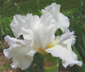 Iris, MM, white, frill (1)