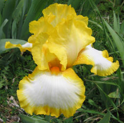 Iris, MM, yellow white (1)