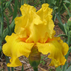 Iris, MM, yellow, dark (2)