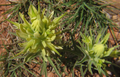 Lemon Paintbrush, Castilleja purpurea var citrina (2)