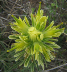 Lemon Paintbrush, Castilleja purpurea var citrina (3)