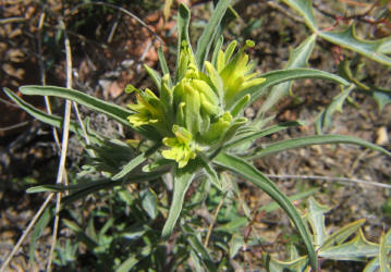 Lemon Paintbrush, Castilleja purpurea var citrina (5)