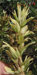 Lemon Paintbrush, Castilleja purpurea var citrina (8)