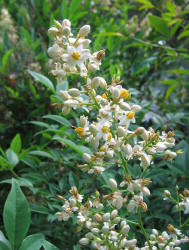 Nandina, Nandina domestica (9)