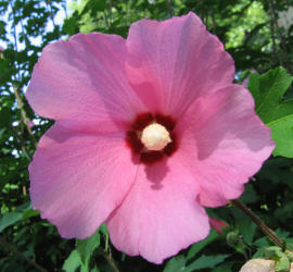 Rose of Sharon, Hibiscus syriacus, Don (1)