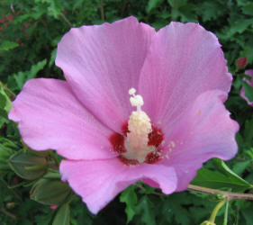 Rose of Sharon, Hibiscus syriacus, Don