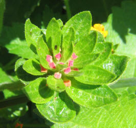 Texas Lantana, Lantana urticoides (10)