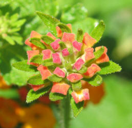 Texas Lantana, Lantana urticoides (11)