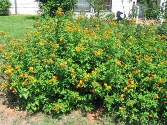 Texas Lantana, Lantana urticoides (2)