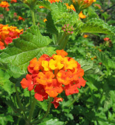 Texas Lantana, Lantana urticoides (5)