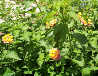 West Indian Lantana, Lantana camara (1)