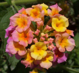 West Indian Lantana, Lantana camara