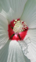 White Hardy Hibiscus, Hibiscus moscheutos (1)
