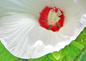 White Hardy Hibiscus, Hibiscus moscheutos