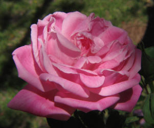 rose, pink, old fashion