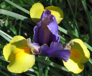 wild iris, purple yellow (2)