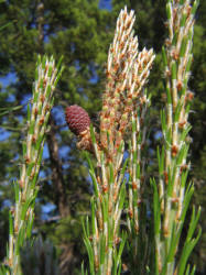 Afgan Pine, Pinus eldarica (1)