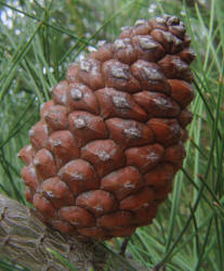 Afgan Pine, Pinus eldarica (3)