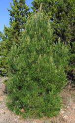 Afgan Pine, Pinus eldarica