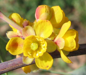 Agarita, Mahonia trifoliolata (1)
