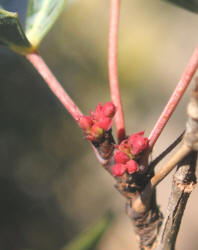 Agarita, Mahonia trifoliolata (14)