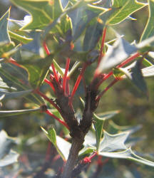 Agarita, Mahonia trifoliolata (15)