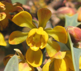 Agarita, Mahonia trifoliolata (18)