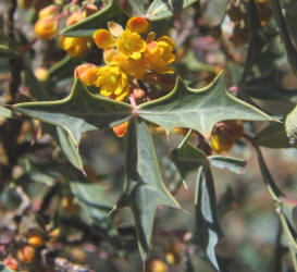 Agarita, Mahonia trifoliolata (19)
