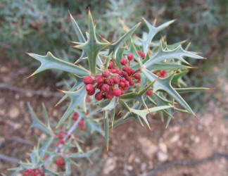 Agarita, Mahonia trifoliolata (6)