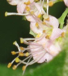 American Beautyberry, Callicarpa americana, HA (3)