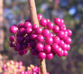 American Beautyberry, Callicarpa americana, KO (2)