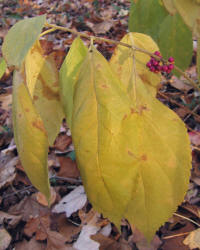 American Beautyberry, Callicarpa americana, KO