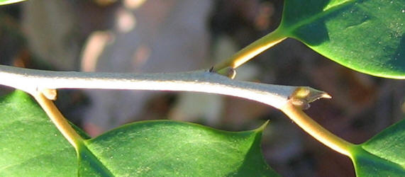 American Holly, Ilex opaca, VZ (1)