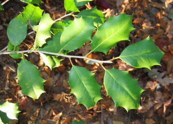 American Holly, Ilex opaca, VZ