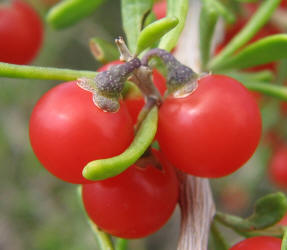 Berlandier's Wolfberry, Lycium berlandieri (2)