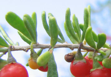 Berlandier's Wolfberry, Lycium berlandieri (3)