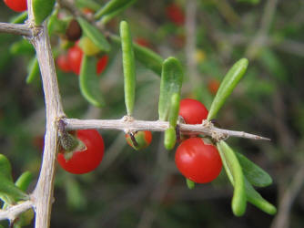 Berlandier's Wolfberry, Lycium berlandieri (4)