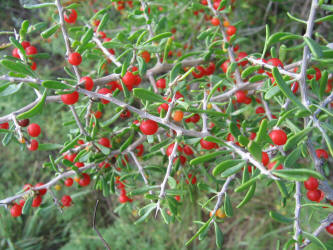 Berlandier's Wolfberry, Lycium berlandieri (5)
