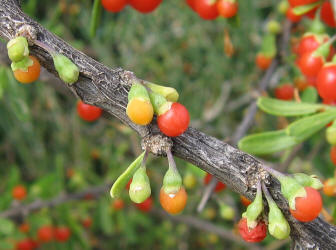 Berlandier's Wolfberry, Lycium berlandieri (6)