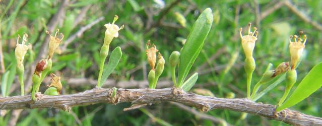 Berlandier's Wolfberry, Lycium berlandieri (8)