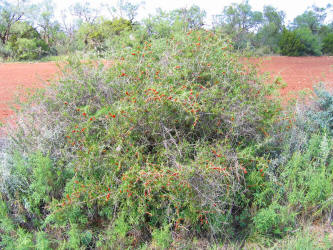 Berlandier's Wolfberry, Lycium berlandieri