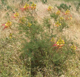 Bird-of-Paradise, Caesalpinia gilliesii (1)