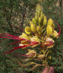 Bird-of-Paradise, Caesalpinia gilliesii