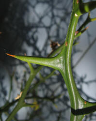 Bitter Orange, Poncirus trifoliata (1)