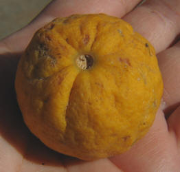 Bitter Orange, Poncirus trifoliata (2)