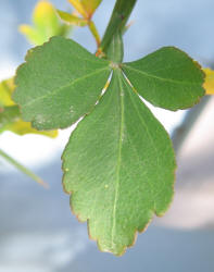 Bitter Orange, Poncirus trifoliata