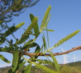 Black Willow, Salix nigra (4)